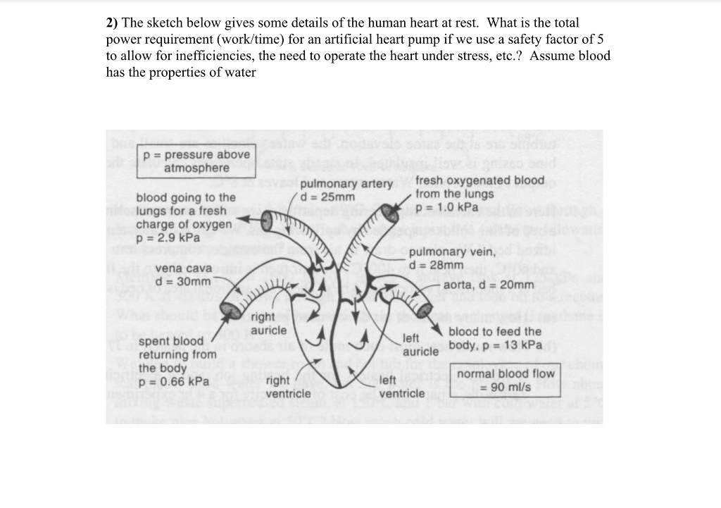 Solved The Sketch Below Gives Some Details Of The Human H