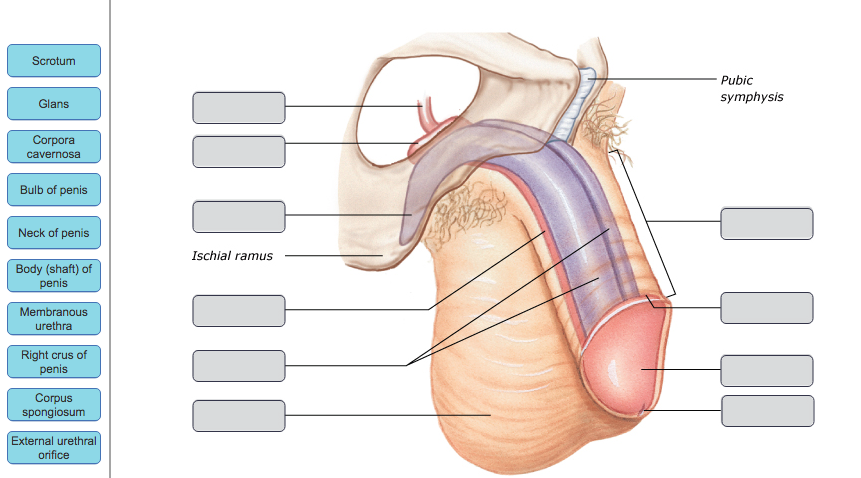 A New Treatment For A Painful Penis Curvature