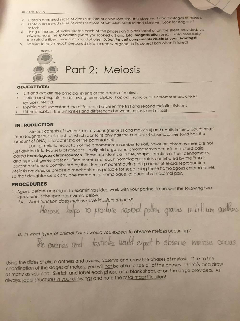 Solved: Can You Help Me To Sketch The Onion Root Tip In Mi ...