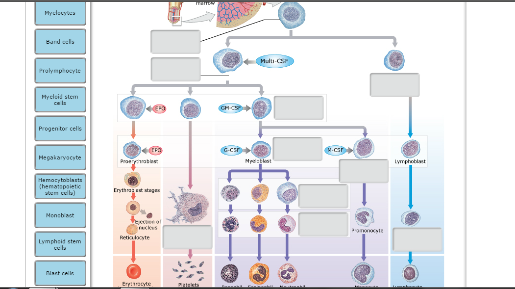 platelets cells diagram