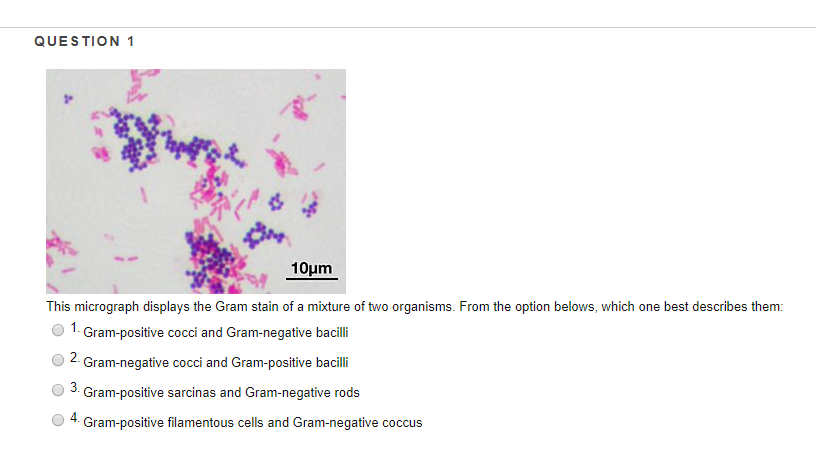 Solved: This Micrograph Displays The Gram Stain Of A Mixtu 