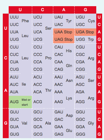 UAA, UAG, UGA - Khám Phá Vai Trò và Ứng Dụng Trong Di Truyền Học