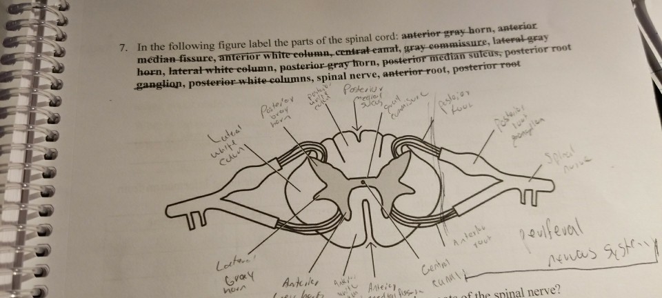 Parts of a spinal cord