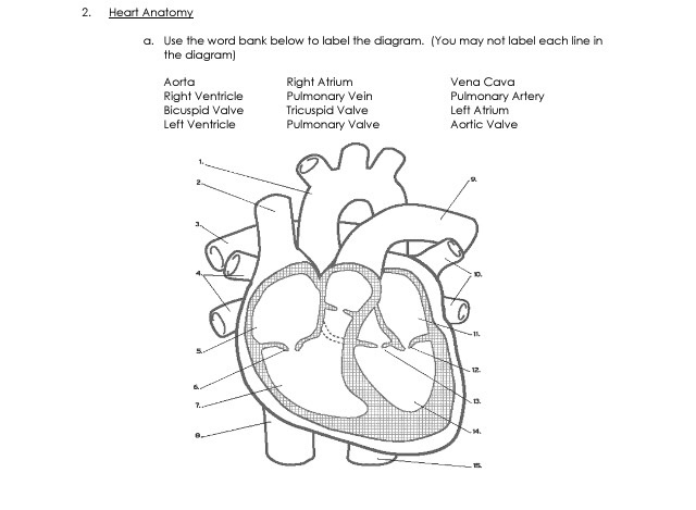 Solved  Heart Anatomy A  Use The Word Bank Below To Label