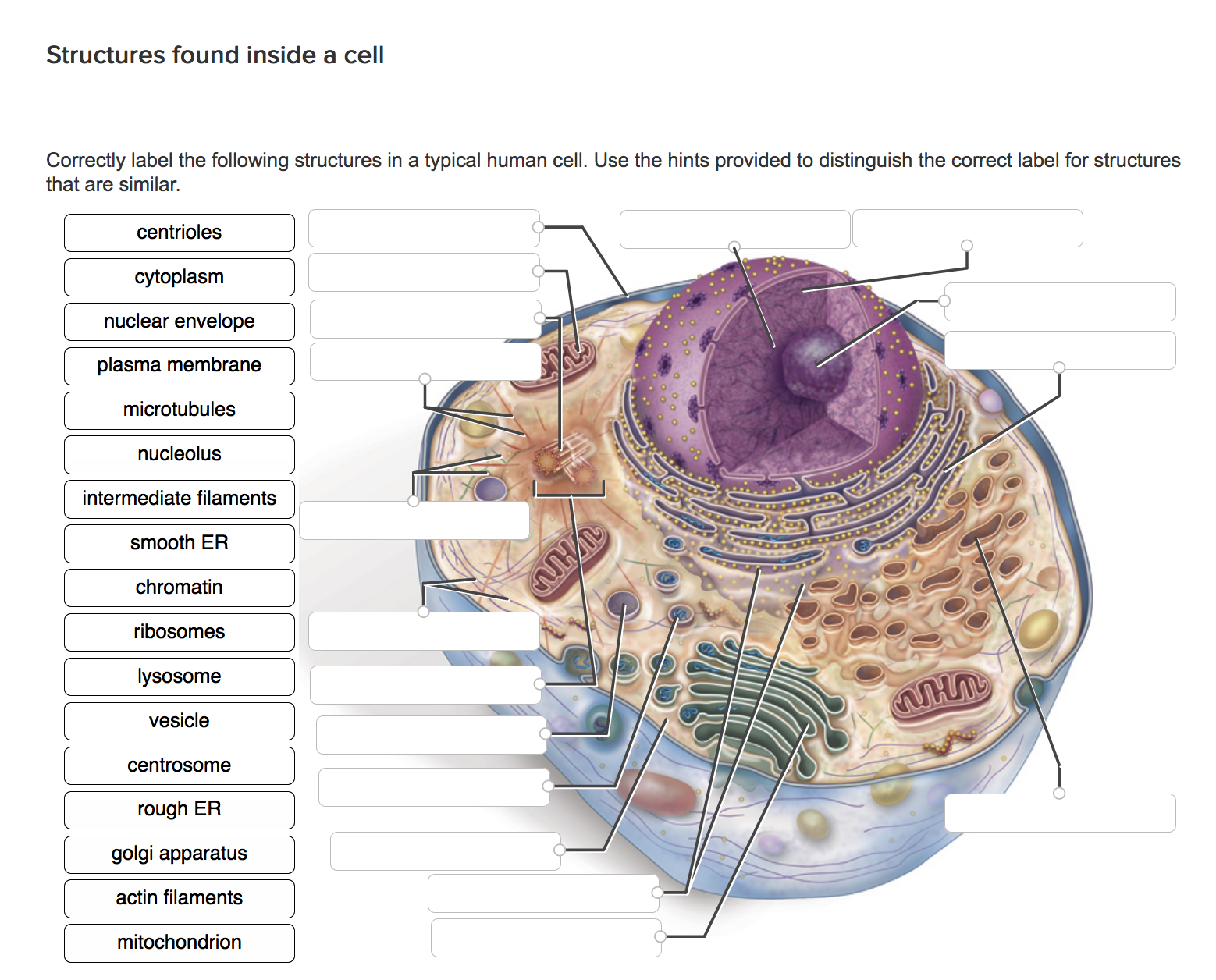 Correctly label the following structures in a typical human cell. 