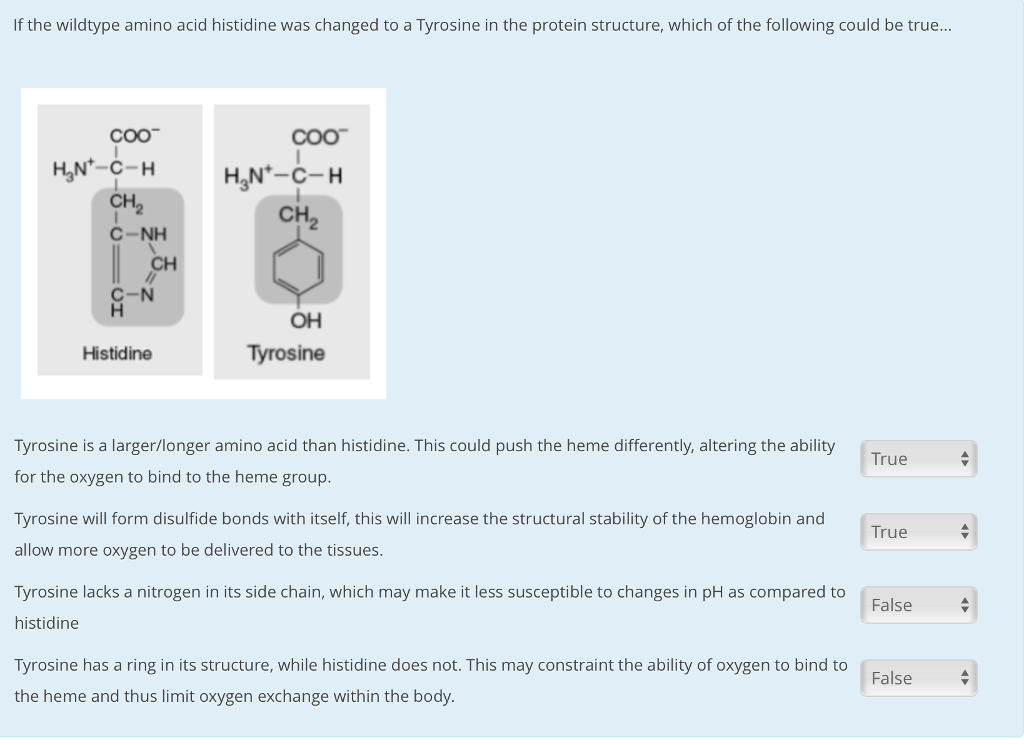 how does hemoglobin release oxygen hydrophobic amino acids