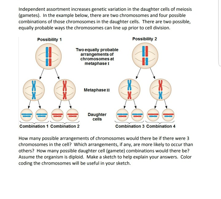 independent assortment of chromosomes