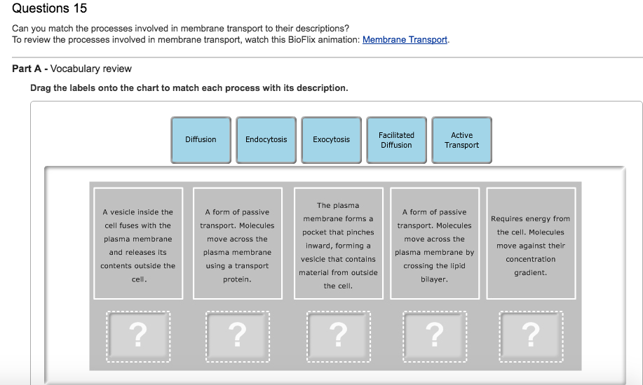 Can You Match The Processes Involved In Membrane Chegg 