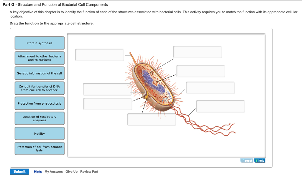 bacterial cell diagram and functions