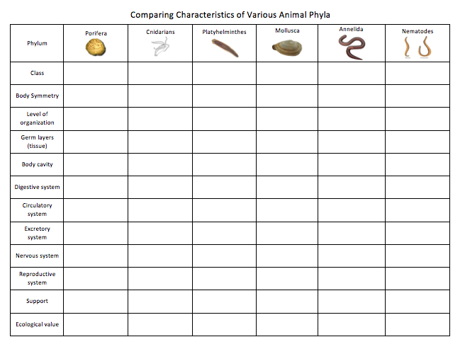 Animal Phylum Characteristics Chart