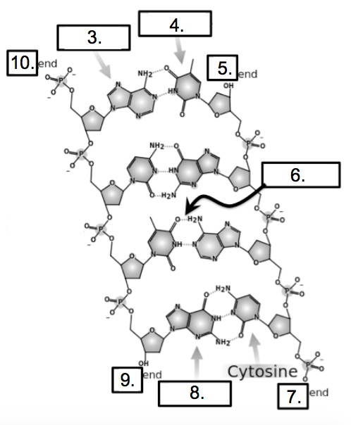 Solved: How Many Nucleotides Make Up The Molecule Of DNA P ...