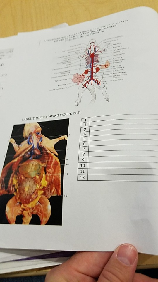 Lab 15 Pre Lab Exercise Rat Dissection A Photographic Chegg 