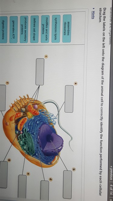 Solved: Drag The Labels On The Left Onto The Diagram Of Th ...