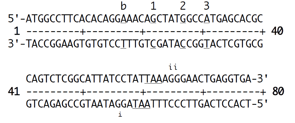 Solved The Following Double Stranded Dna Contains Sequenc Chegg Com