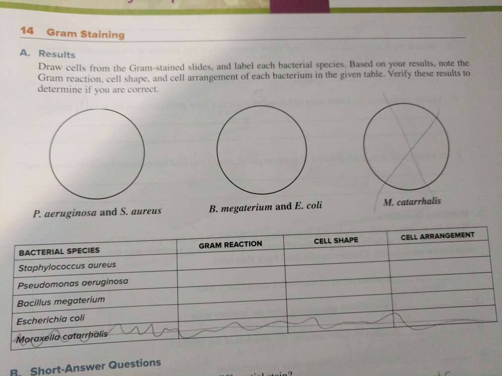 Solved 14 Gram Staining A Results Draw Cells From The Gr Chegg Com