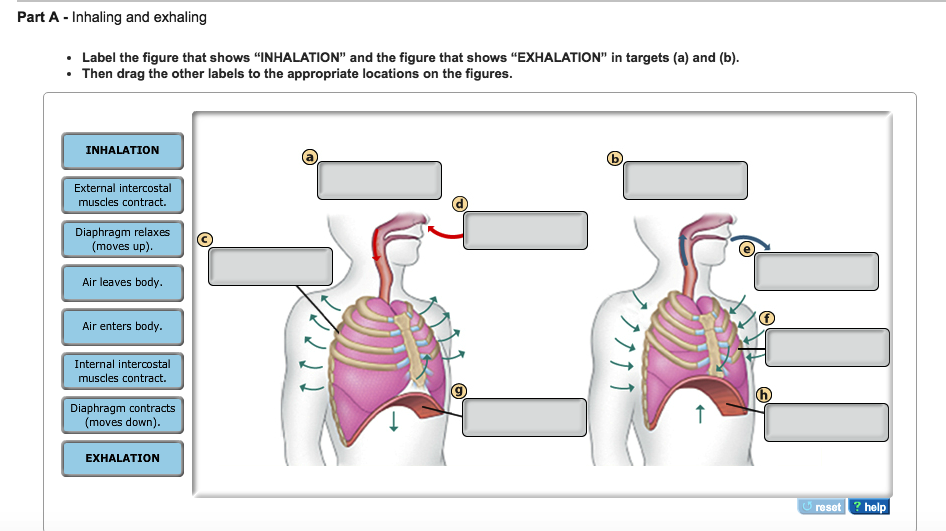 The Diagrams Below Show A Model Of Inhaling And Exhaling Pul