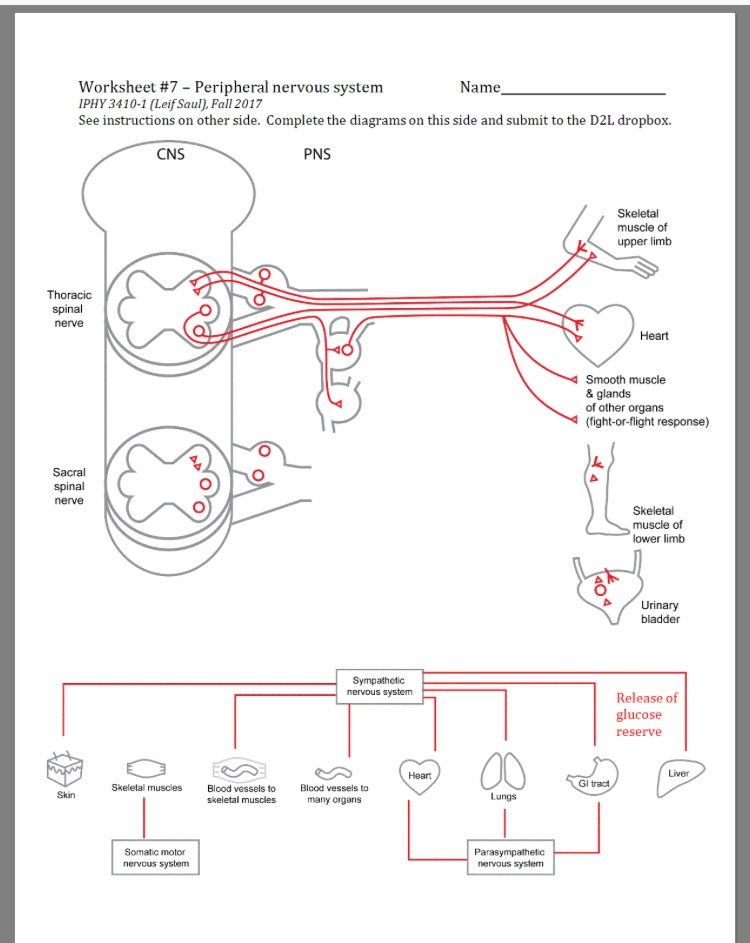 Solved Worksheet #7-Peripheral nervous system IPHY 3410-1 | Chegg.com