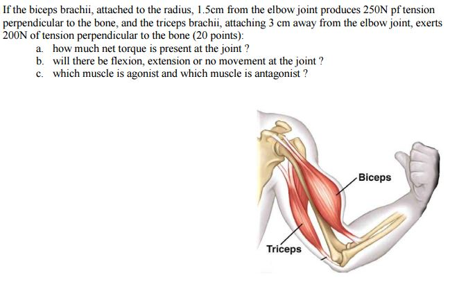 Solved If The Biceps Brachii, Attached To The Radius, I 5