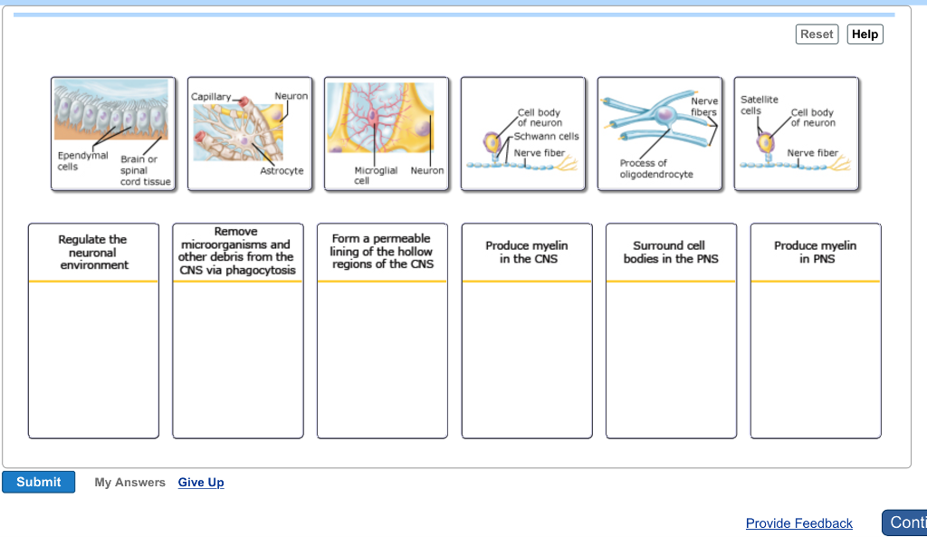 Solved Drag Each Image Into The Proper Bin To Indicate Th