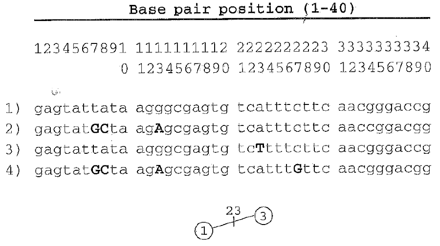 four allelic dna sequences chegg