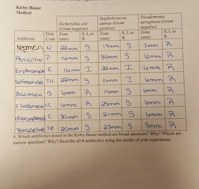 Solved Kirby Bauer Method Escherichia Coli Gram Negative Chegg Com