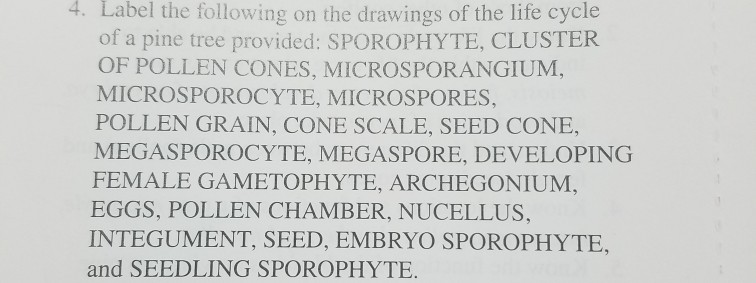 Solved Exercise 17 Nami Lab Section No Date Conifers 16 Chegg Com
