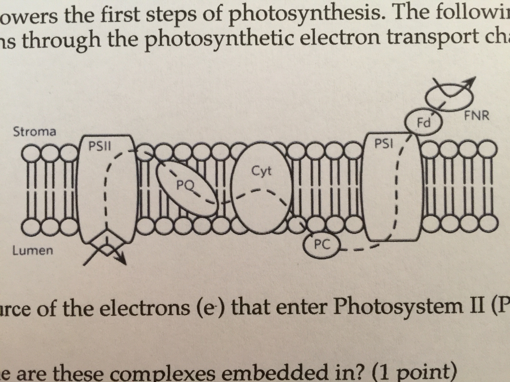 electron transport chain steps