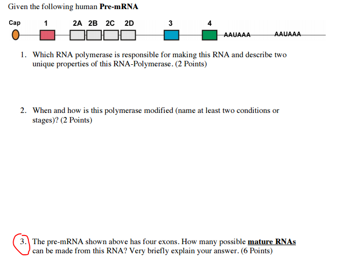 Question: Given the following human Pre-mRNA  Which RNA polymerase is responsible for making this RNA and d...