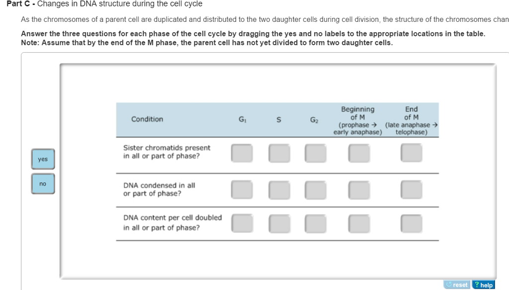 Changes In Dna Structure During The Cell Cycle As Chegg Com