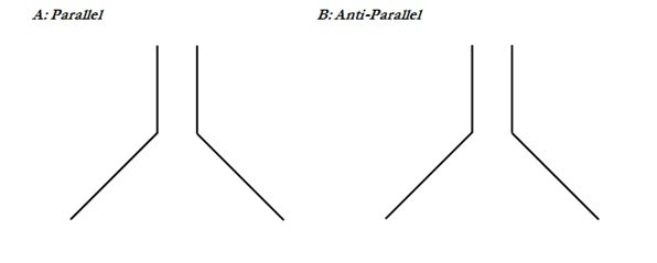 are dna strands parallel