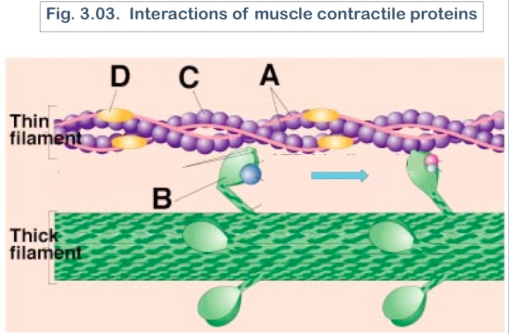 what are contractile proteins
