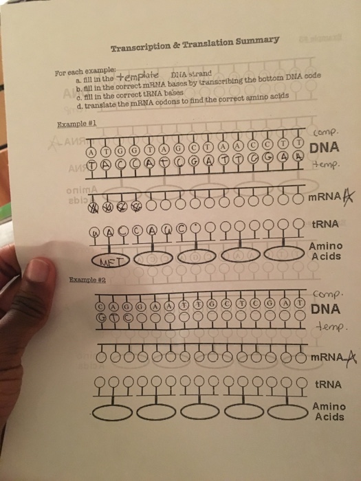 Solved Transcription & Translation Summary For each example: | Chegg.com