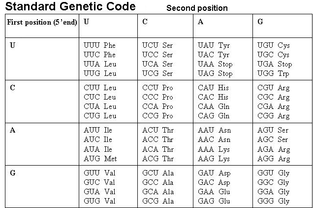 Solved: If The Codon AAA In An MRNA Is Changed To GAA, Whi... | Chegg.com