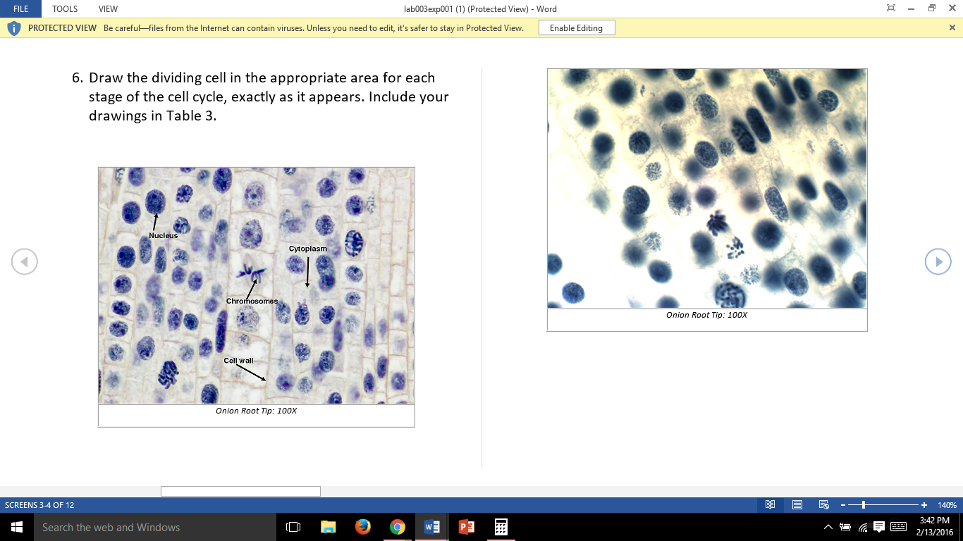 parts of interphase Word FILE TOOLS Solved: (Protected Lab003exp001 (1) View)