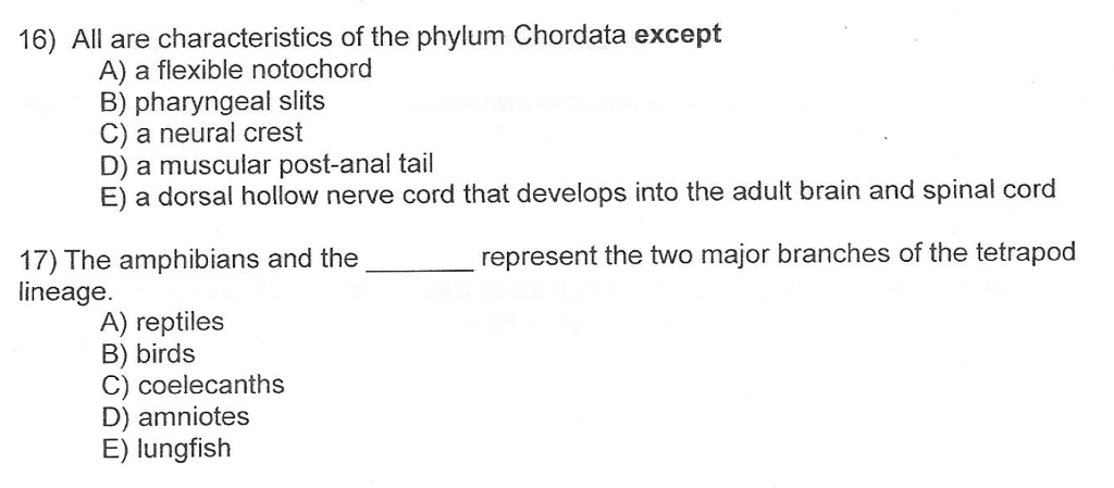 what are the characteristics of chordates