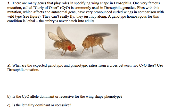 Solved: There Are Many Genes That Play Roles In Specifying... | Chegg.com