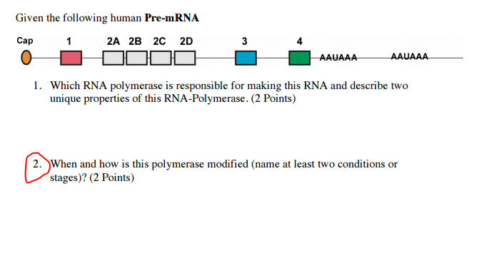 Question: Given the following human Pre-mRNA  Which RNA polymerase is responsible for making this RNA and d...