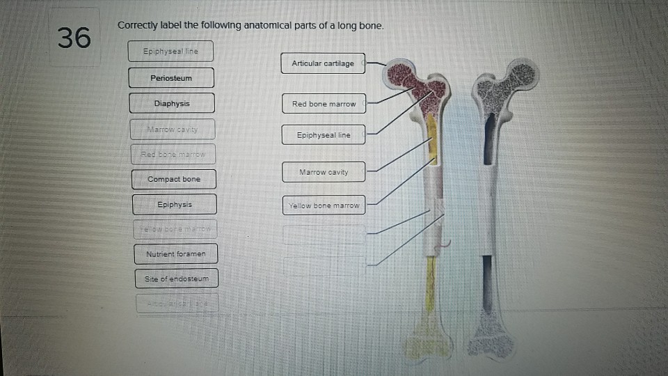 Solved Correctly Label The Following Anatomical Parts Of Chegg Com