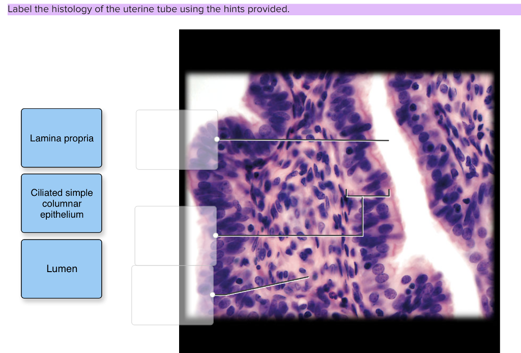 Histology - Uterine Tube - Histology Flashcards