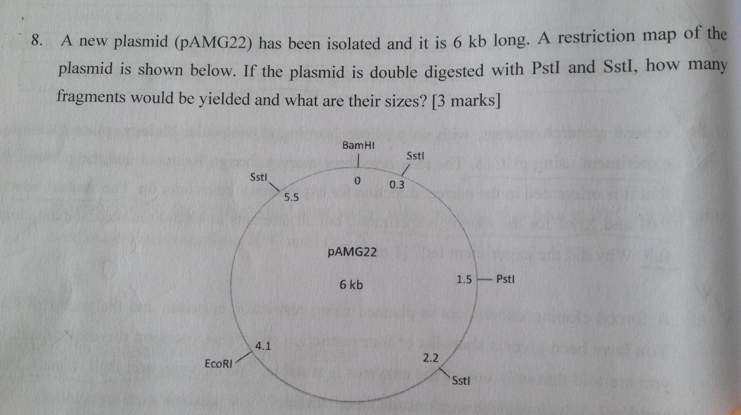 ap biology plasmid mapping essay