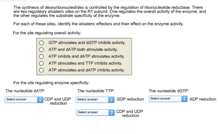 ribonucleotide reductase regulation