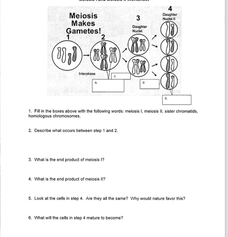 11.4 meiosis phases of meiosis answer. 