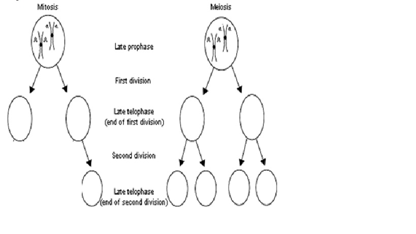 mitosis unlabeled diagram