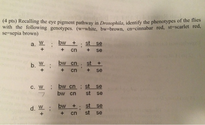 Recalling the eye pigment pathway in Drosophila, i