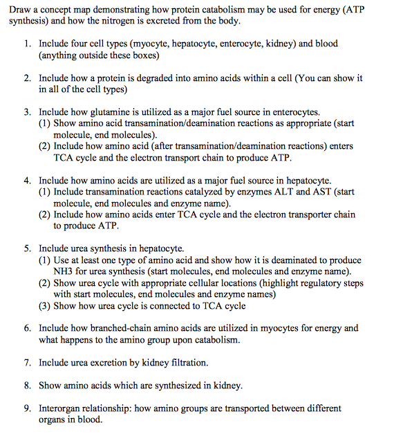 Solved Draw a concept map demonstrating how protein | Chegg.com
