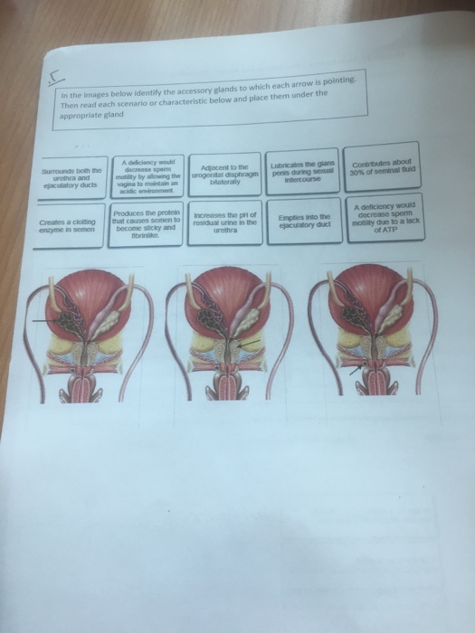 Solved In the images below identify the accessory glands to