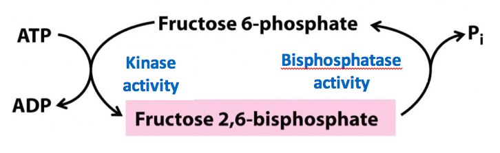 Fructose 2 6 bisphosphate