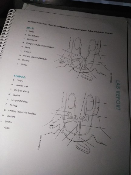 fetal pig dissection worksheet fetal pig dissection guide