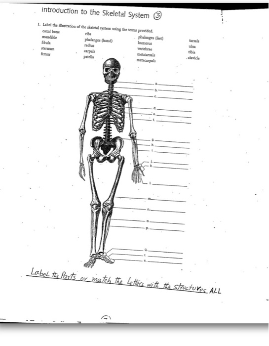 draw and label the parts of skeletal system