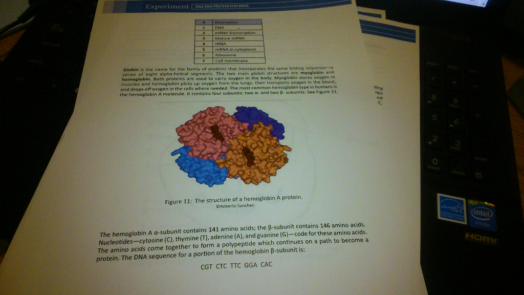 Solved Experiment DNA AND PROTEIN SYNTHESIS PROCEDURE 1. | Chegg.com